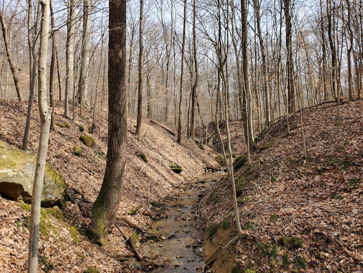 Stream In Forest In Autumn