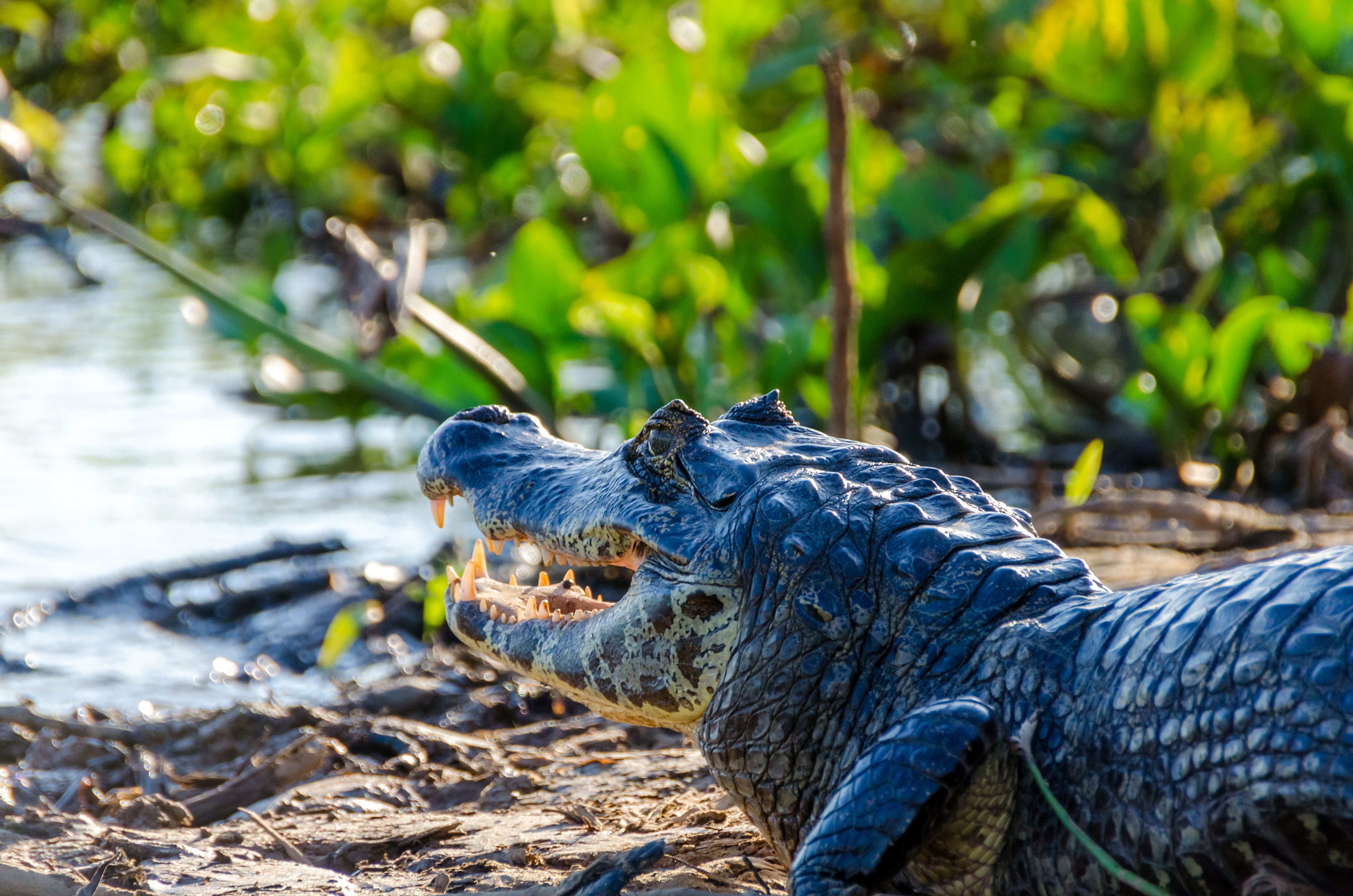 Pantanal Paraguayo