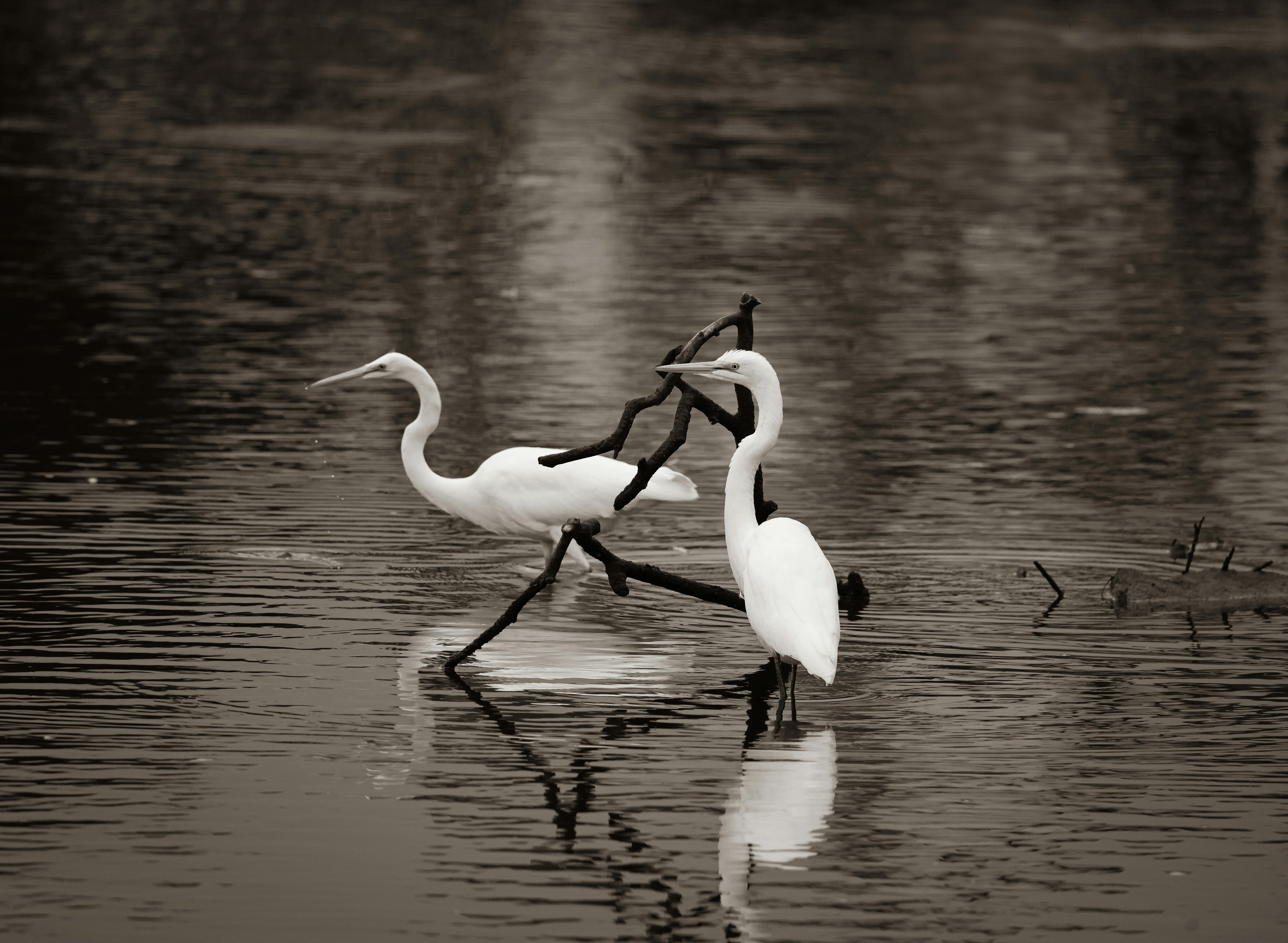 Two elegant egrets perch on a branch in a serene lake setting.