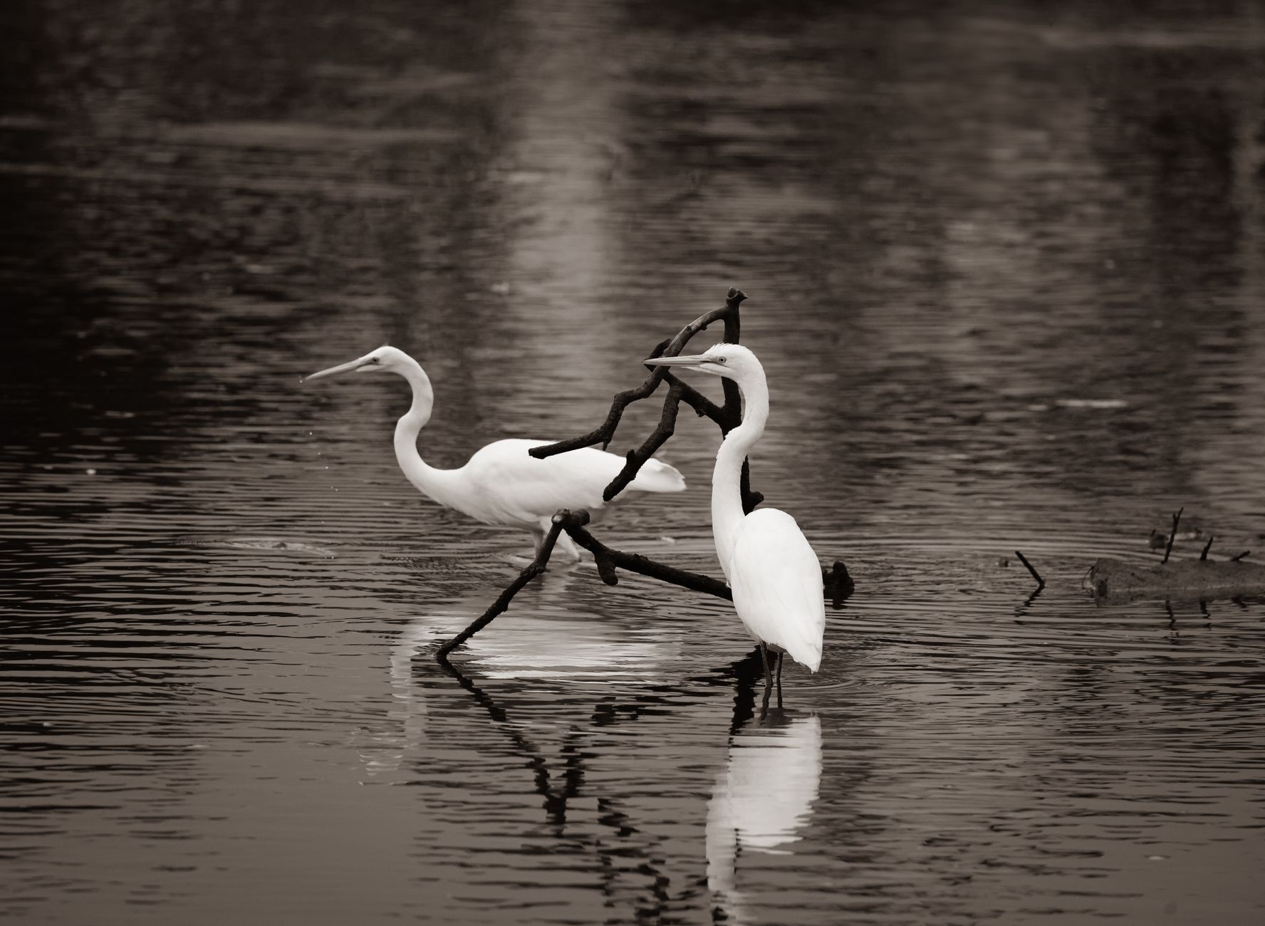 Two elegant egrets perch on a branch in a serene lake setting.