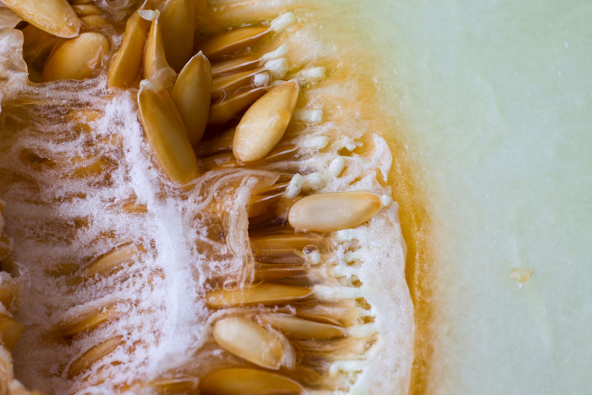 Detailed macro shot of honeydew melon seeds showcasing texture and freshness.