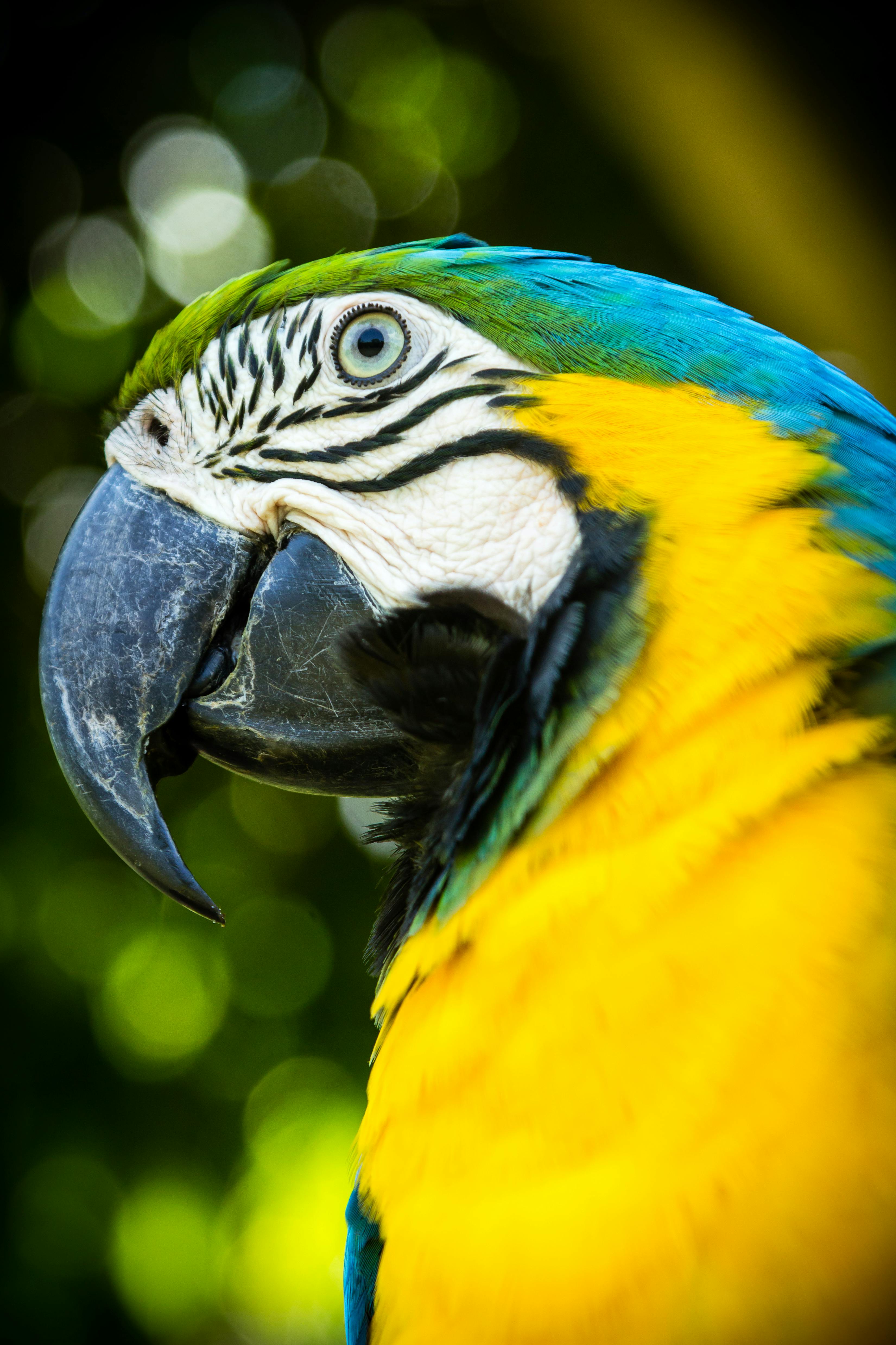 Stunning close-up of a blue-and-yellow macaw in Rio de Janeiro, showcasing its vibrant colors and exotic beauty.