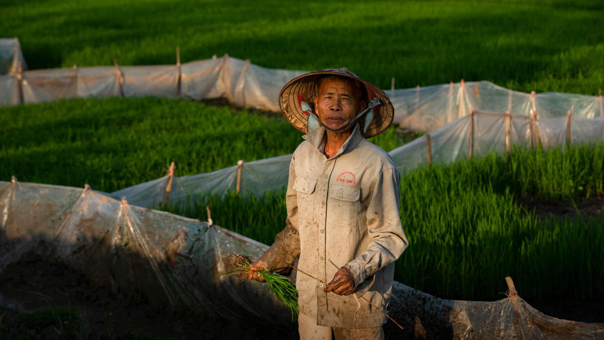 Portrait of an Asian farmer wearing a conical hat, working in a lush green rice field.