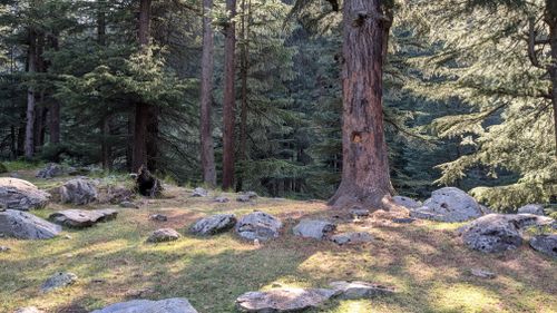 Free A tranquil forest scene with sunlight filtering through trees onto boulders. Stock Photo