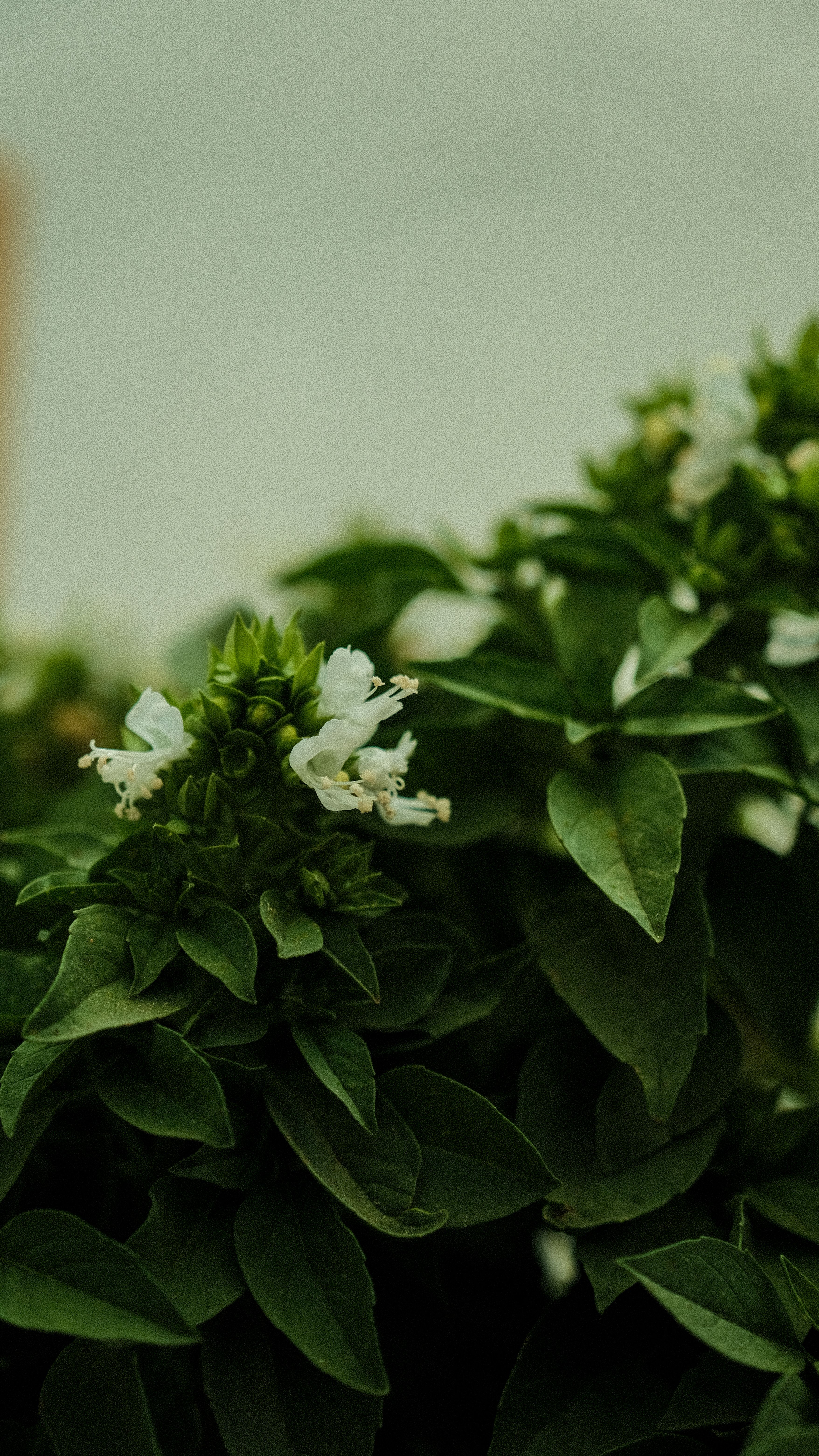 A detailed view of basil plants with white flowers, showcasing vibrant green leaves.