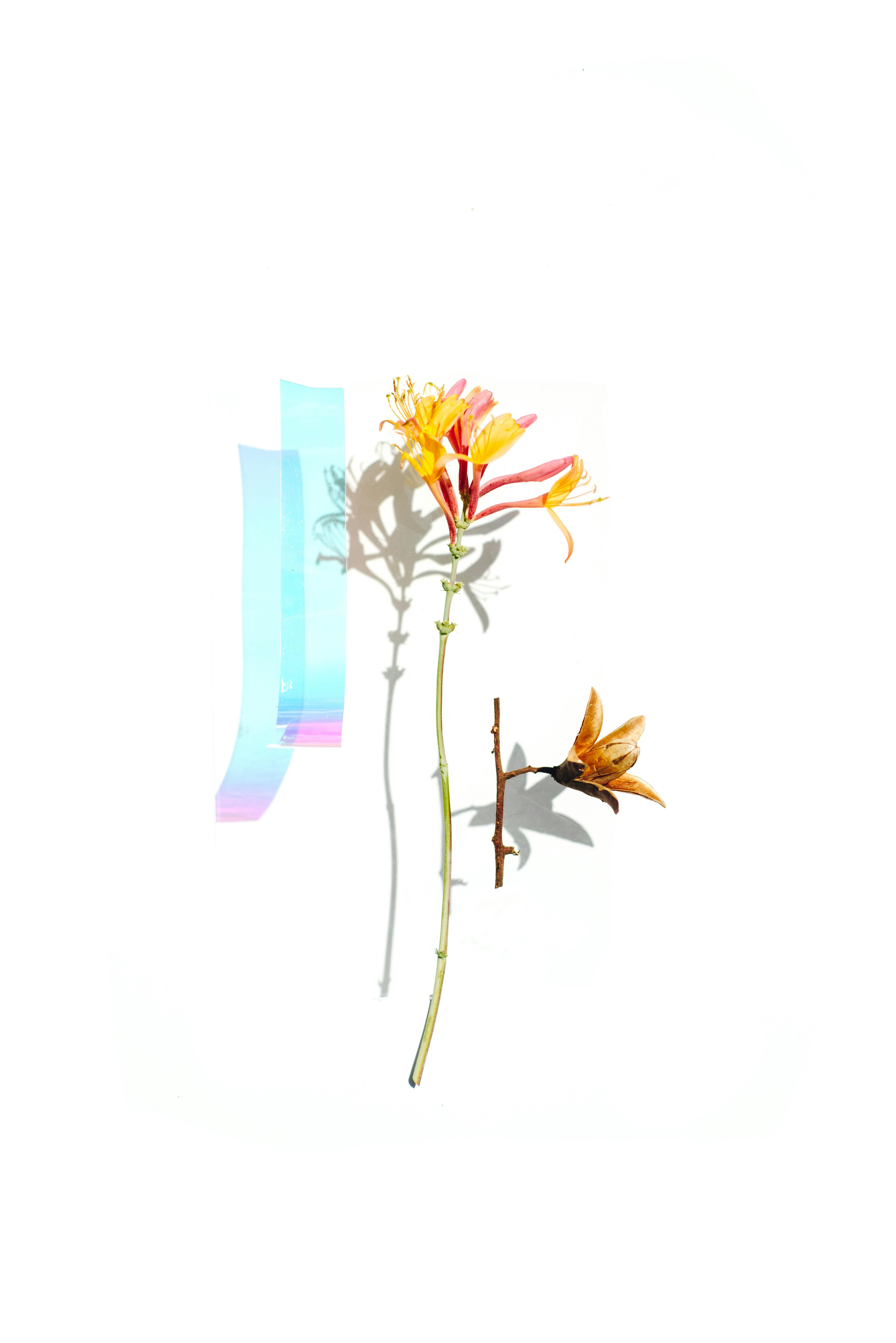 Gratuit Imagine de stoc gratuită din a închide, abstract, arc Fotografie de stoc