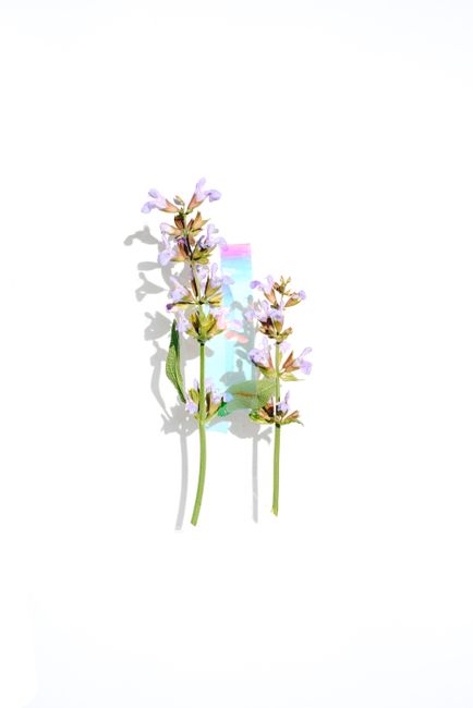 Delicate lavender flowers casting shadows on a clean white background.