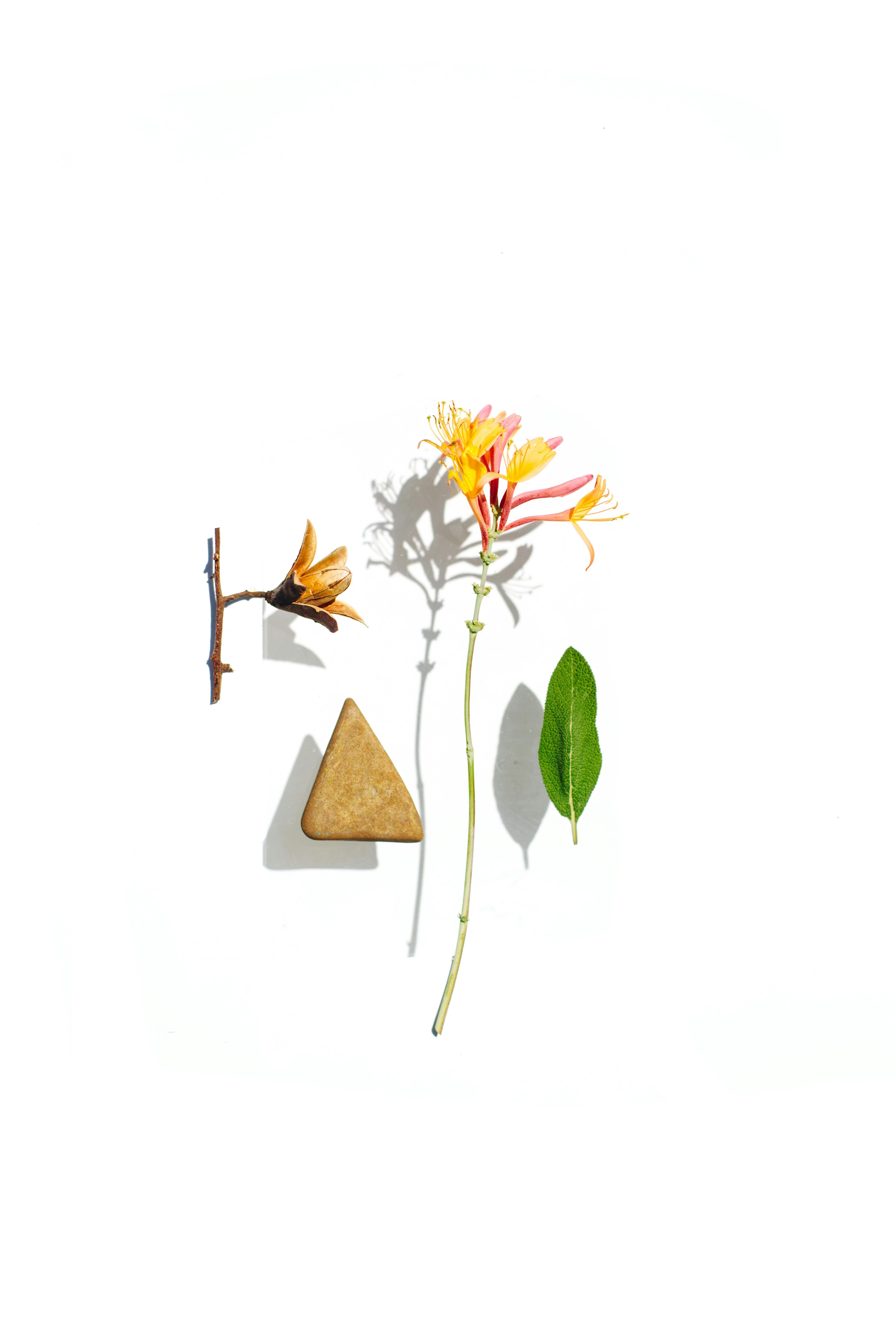 Elegant flat lay of flower, branch, and stone showcasing nature's beauty.