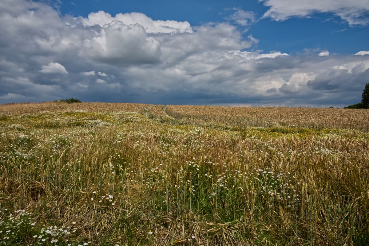 Hay Meadow Burial Ground, Llandrindod Wells, Powys