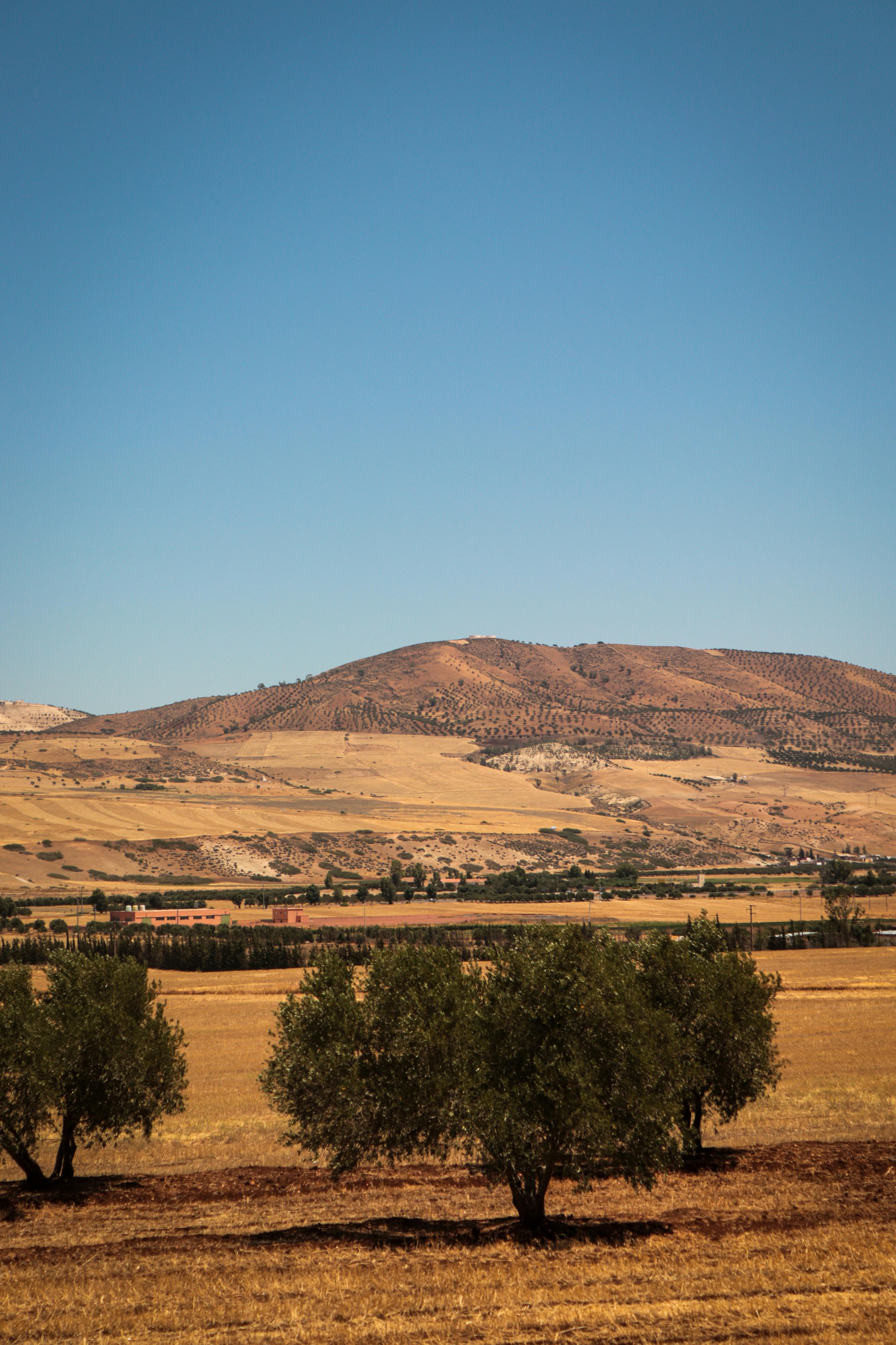 A scenic view of Morocco's rolling hills and olive trees under a bright blue sky.