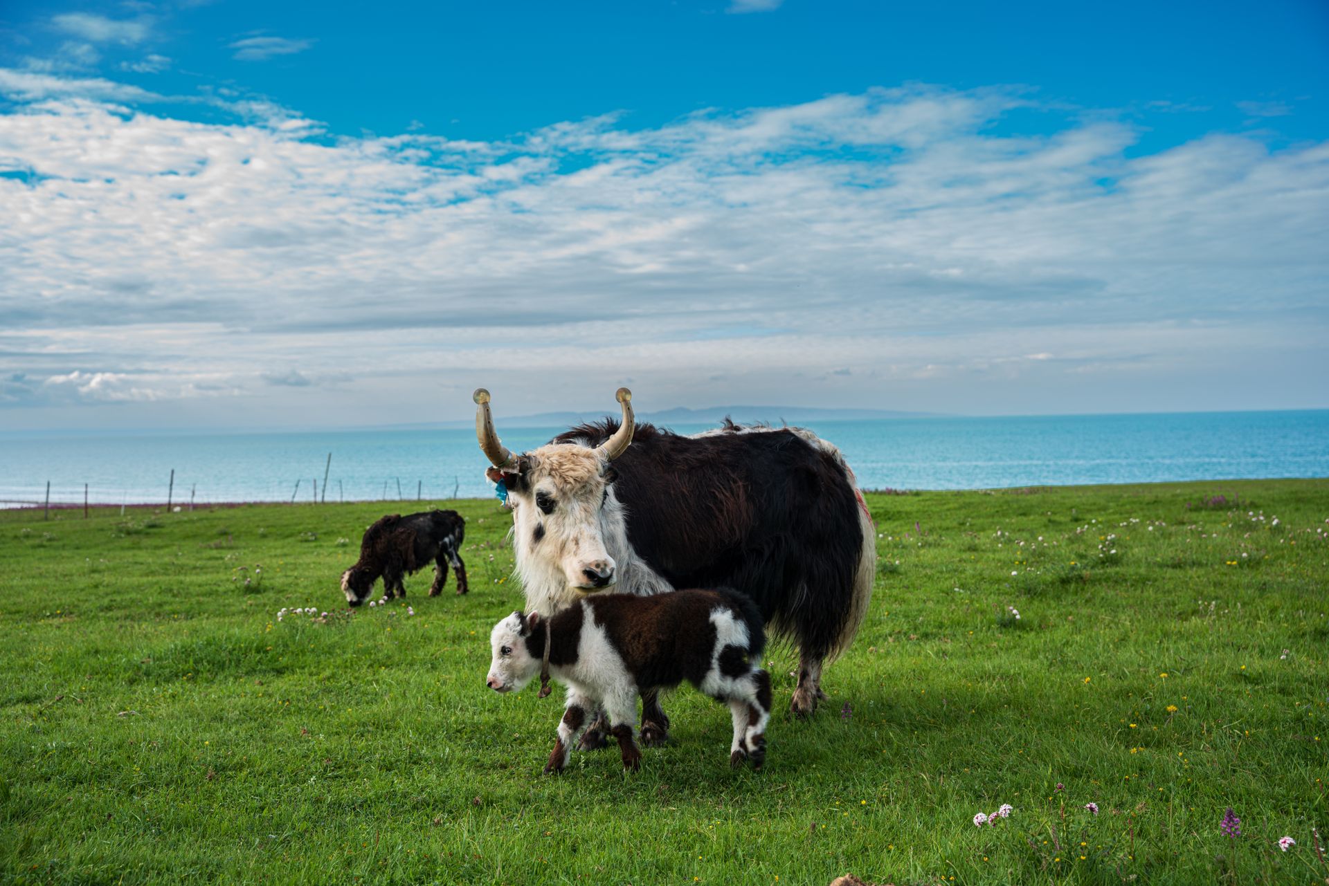 A yak and its calf are standing in a field
