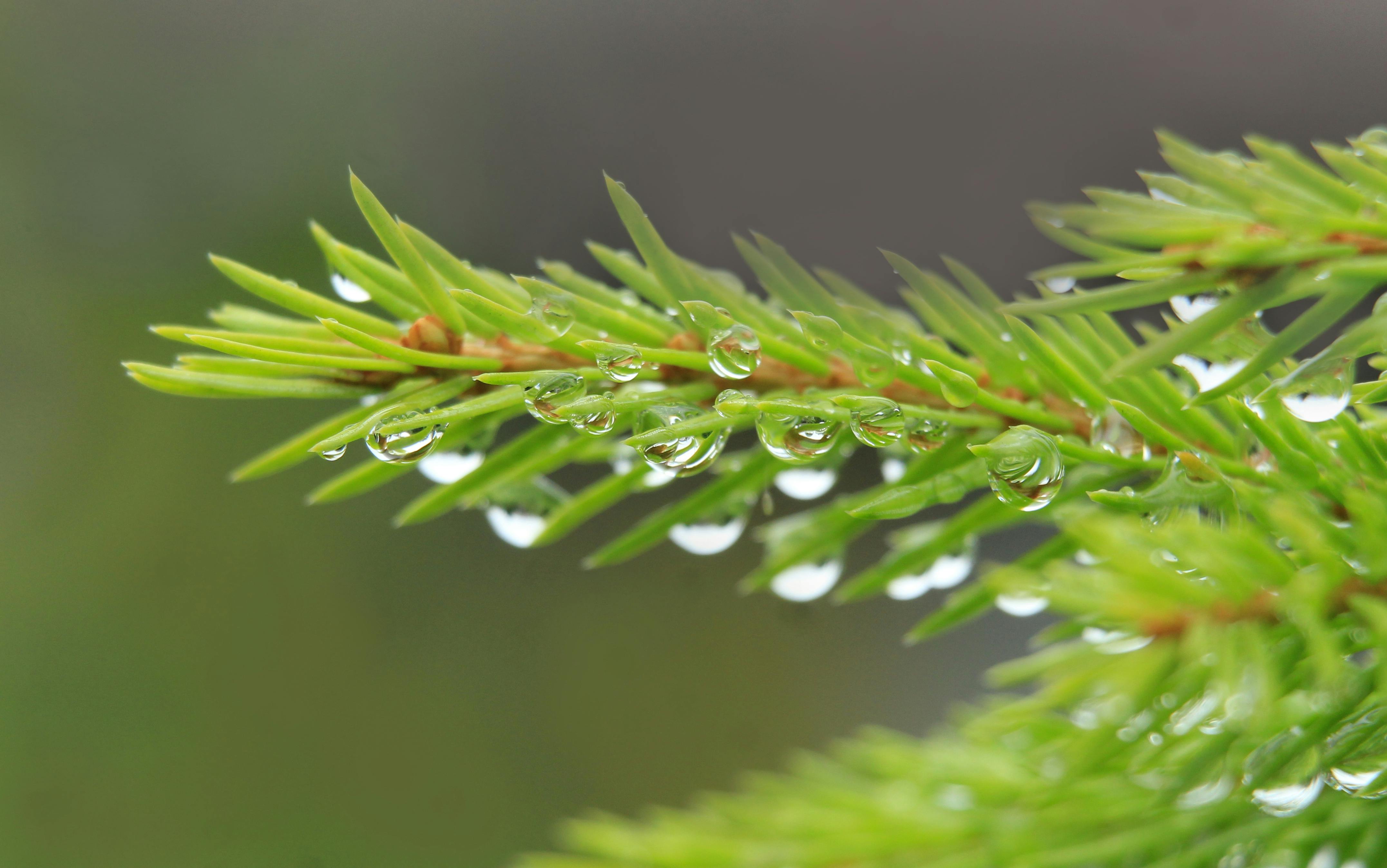 Immagine di gemme di abete utilizzate per autoprodurre miele vegano