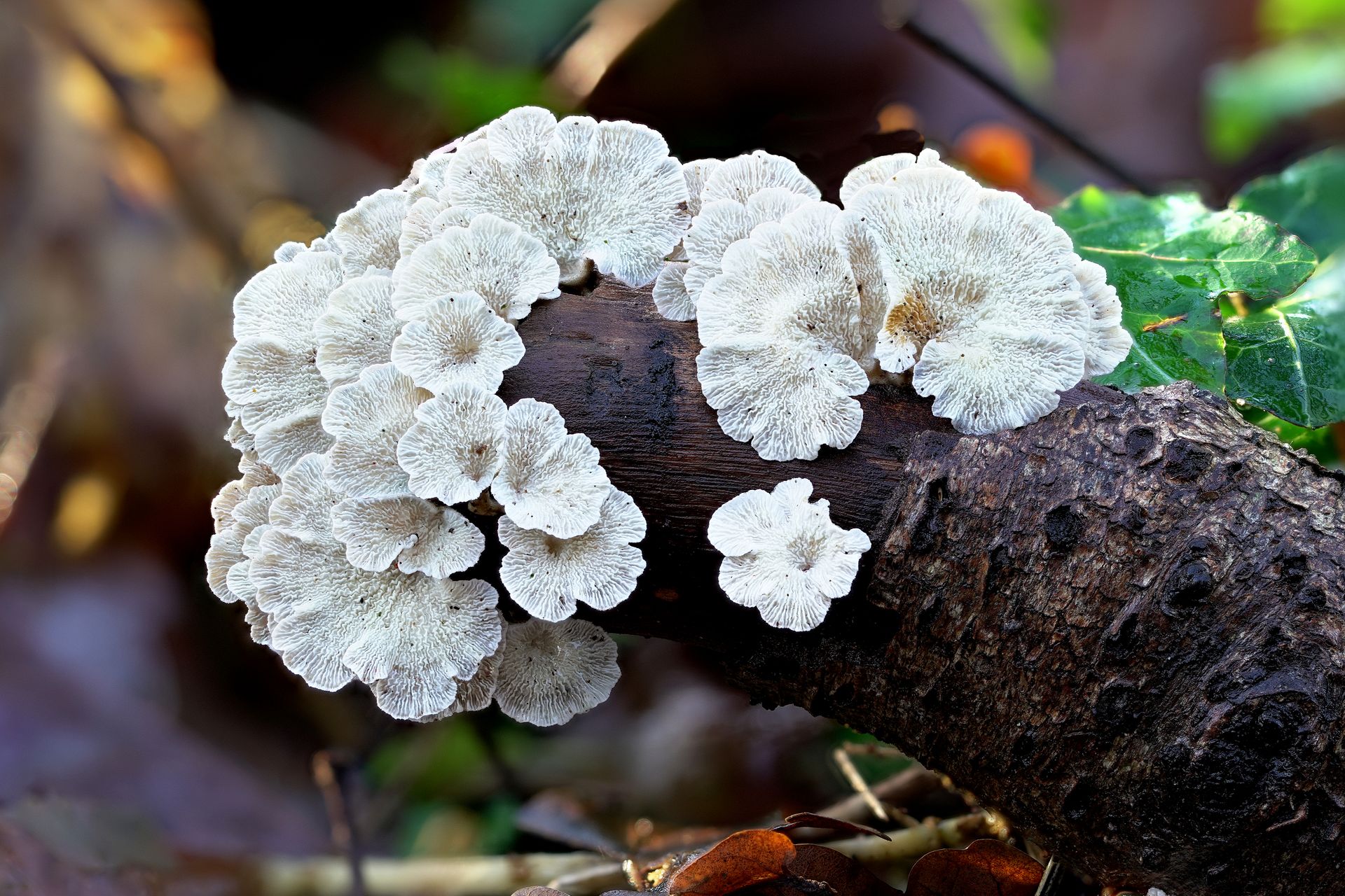 White fungus growing on a fallen tree branch in a forest, showcasing wild growth in fall.