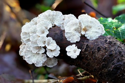 Free White fungus growing on a fallen tree branch in a forest, showcasing wild growth in fall. Stock Photo