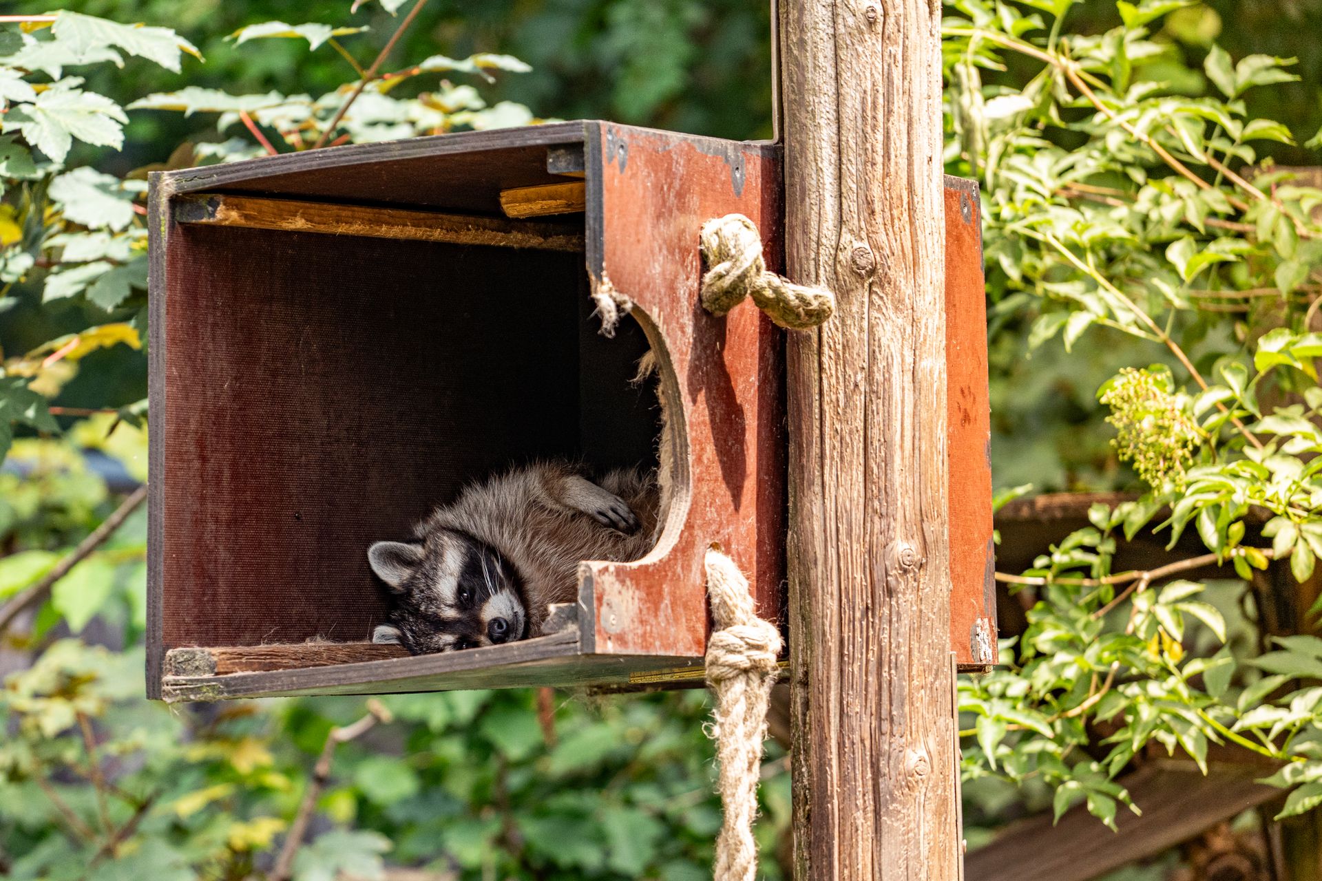 A raccoon sleeping in a wooden box with a tree
