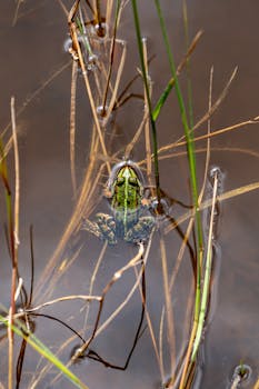 A green frog blends into its marshy surroundings in a natural wetland, showcasing its camouflage skills.