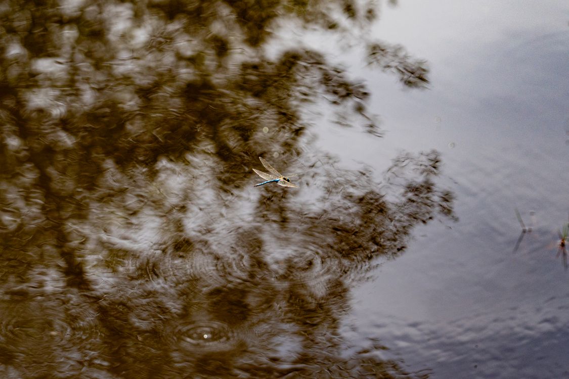 Blue Emperor Dragonfly Flying over the Lake · Free Stock Photo