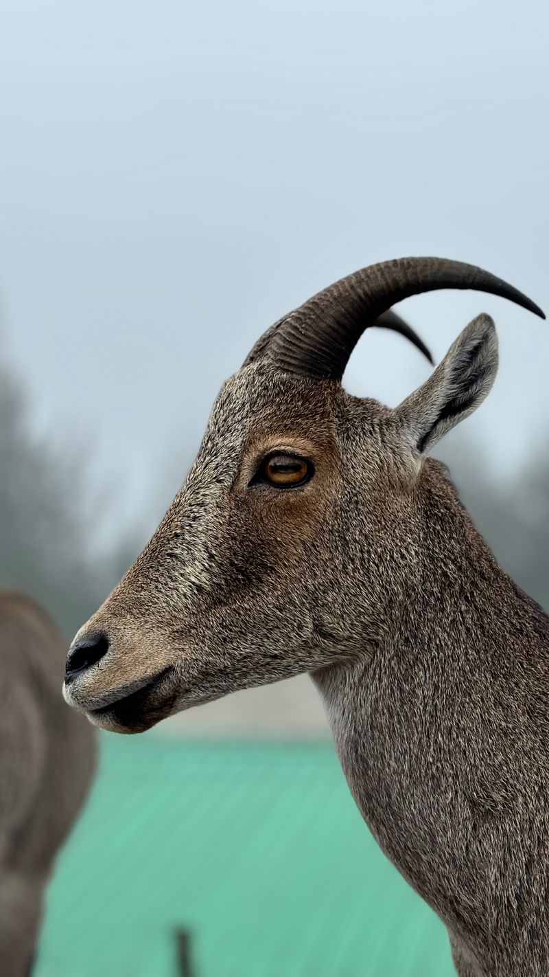 Indian Goat Photos, Download The BEST Free Indian Goat Stock Photos ...