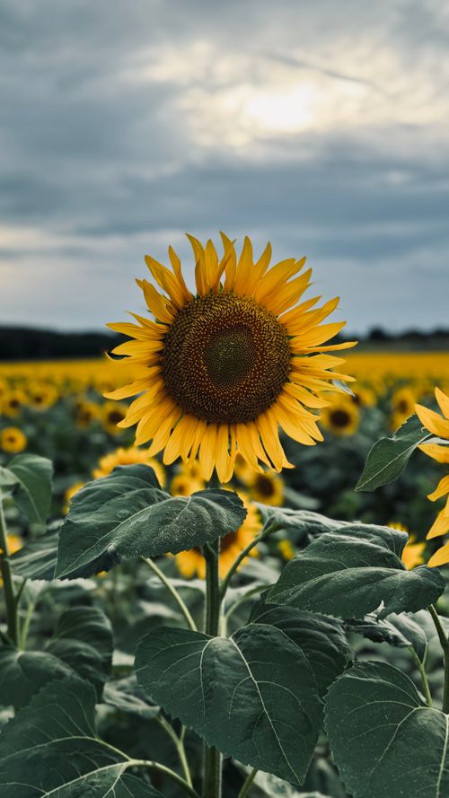 Free Close-up of a sunflower in a vast field, showcasing natural beauty and summertime agriculture. Stock Photo