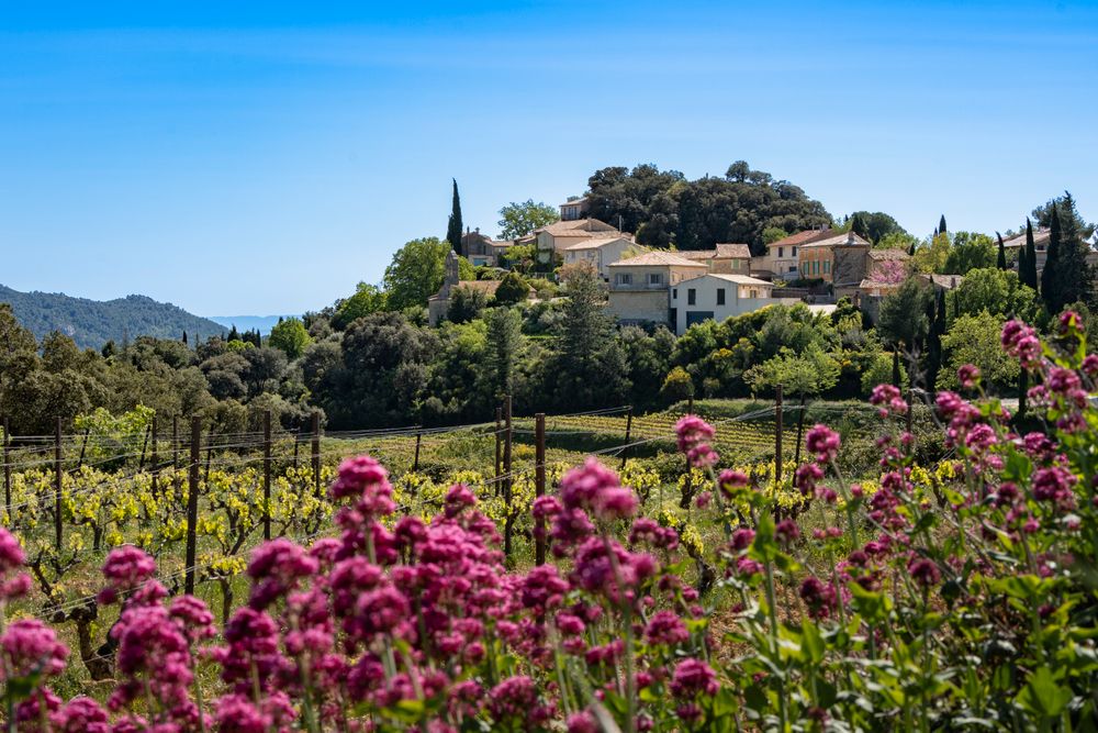 Podgorii la poalele unui sat cocoțat pe deal, în Provence