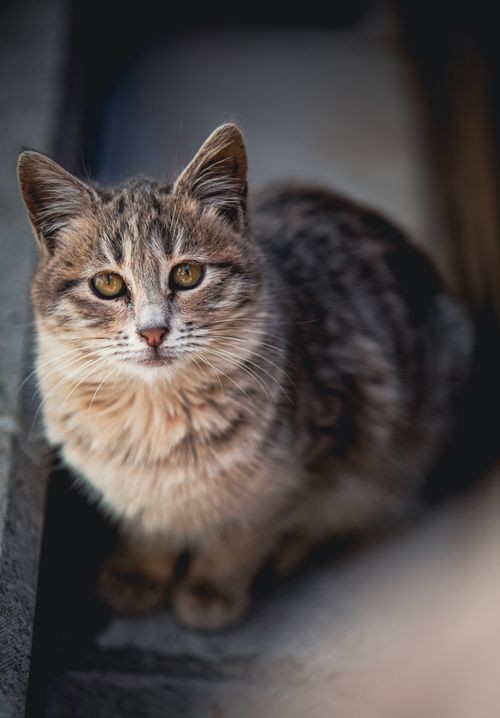Free A cute tabby kitten with fluffy fur and curious eyes staring intently. Stock Photo