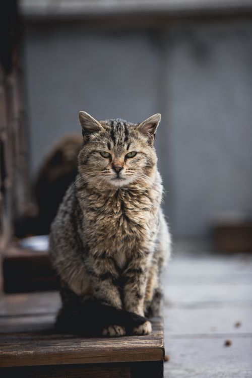 Free Close-up portrait of a cute grey tabby cat sitting outdoors, showcasing its curious and playful nature. Stock Photo