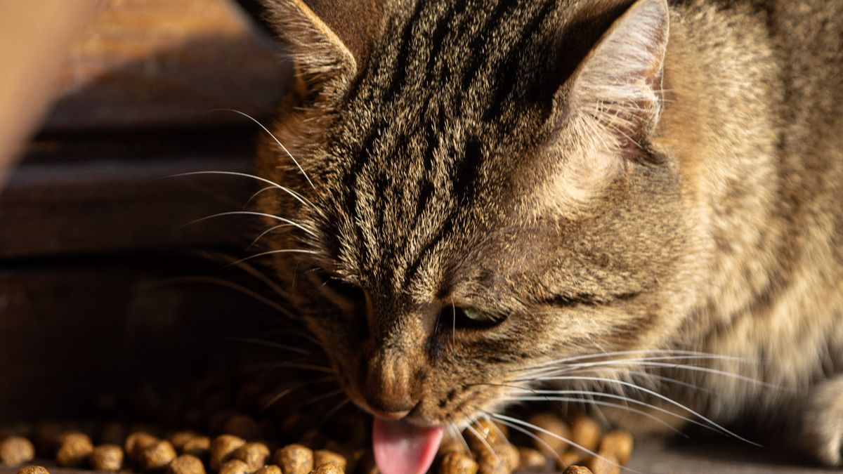 Limpact de lalimentation sur la santé des chats - illustration