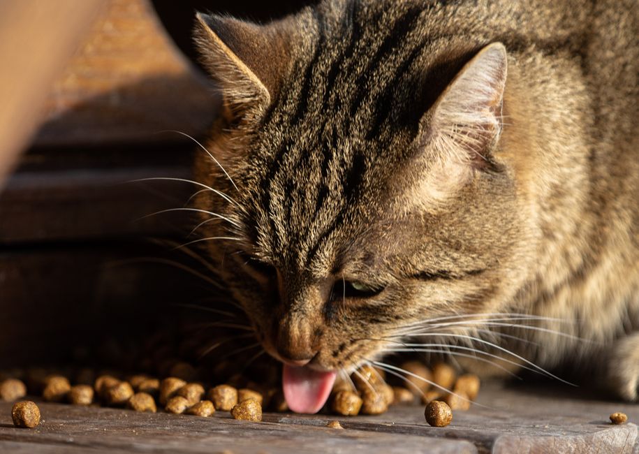 holistic vs traditional pet nutrition 2026