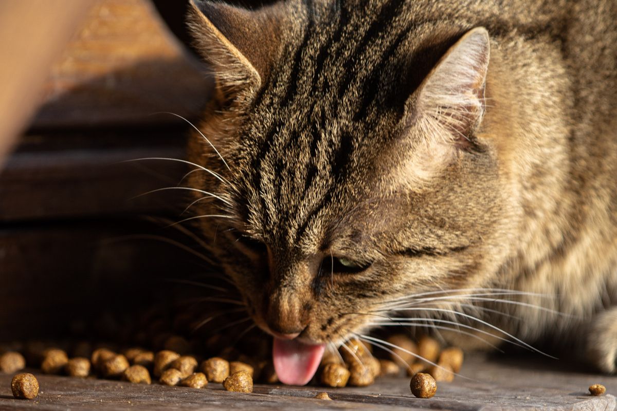 Chat qui ne mange plus : que faire ? - Les causes fréquentes du refus de s’alimenter chez le chat