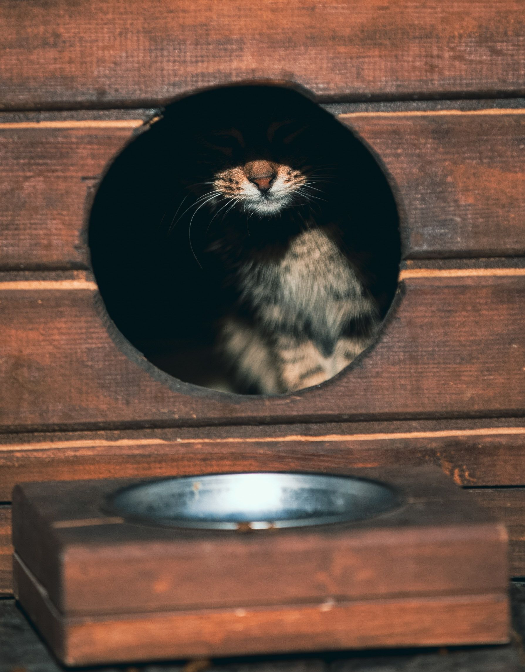 Adorable kitten peeks from a wooden house with a rustic feel, creating a charming scene.