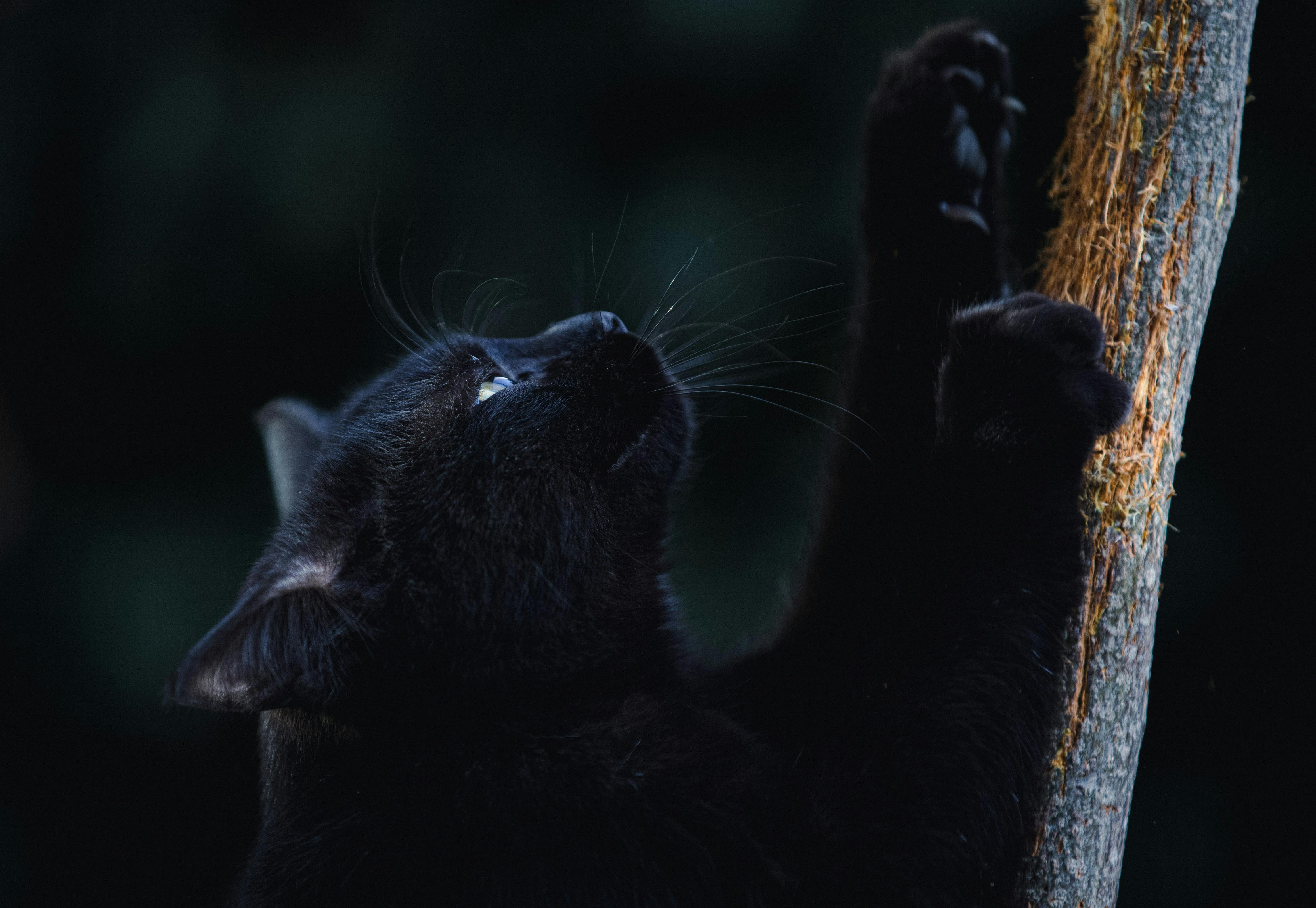 A black cat reaching up to a tree branch