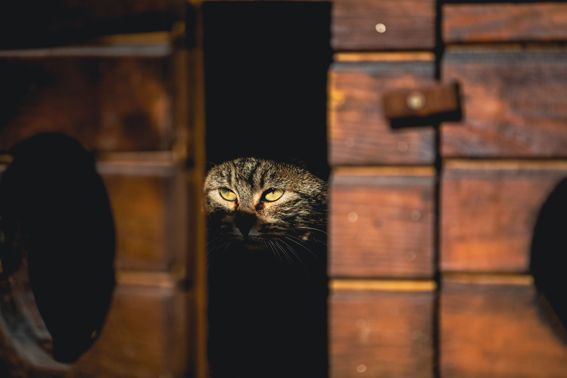 Dierenasiel zoekt thuis voor Bram, een zevenjarige kater