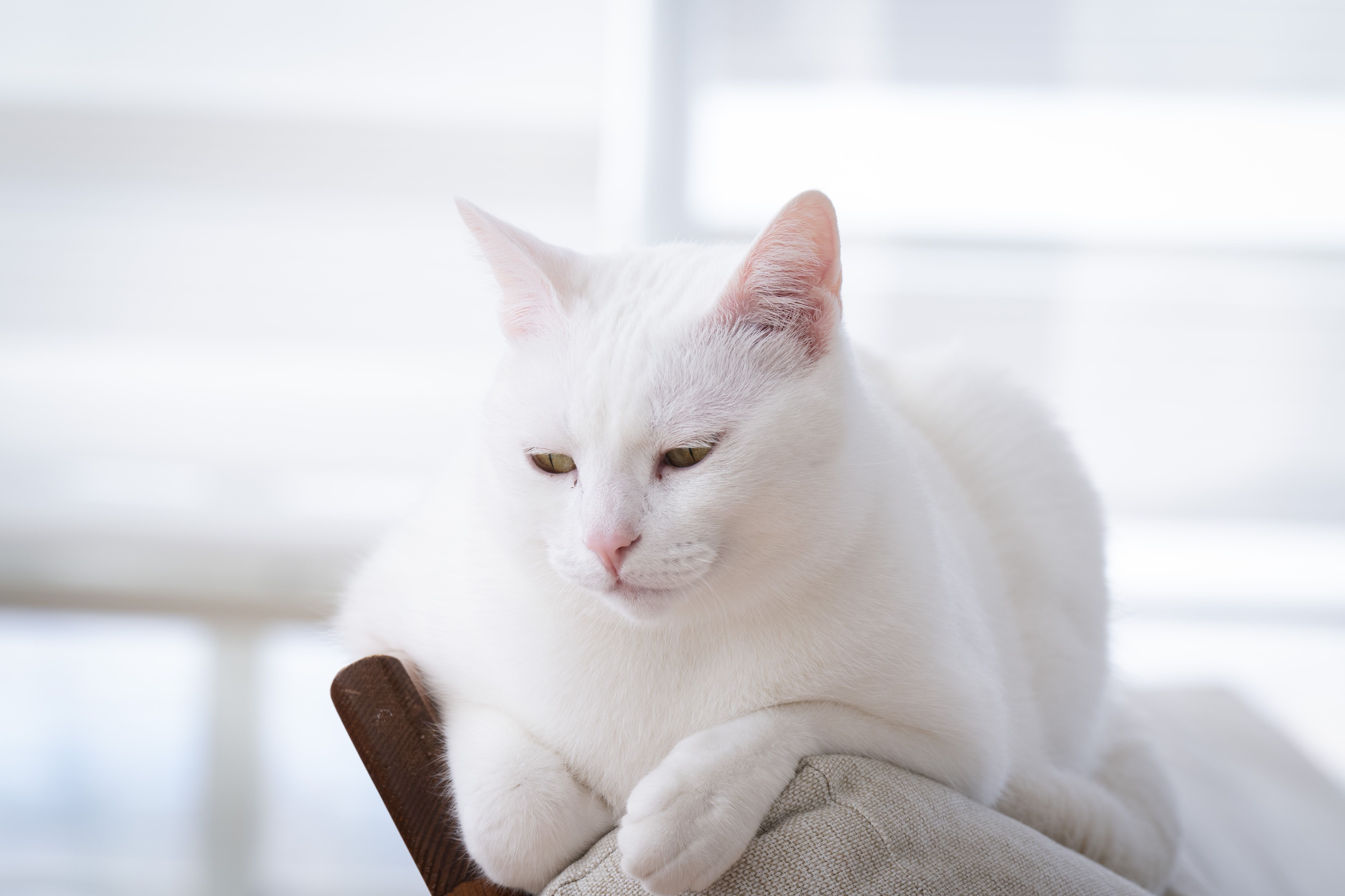 A peaceful white cat lounging on a sofa backrest in a bright room. Perfect for pet lovers.