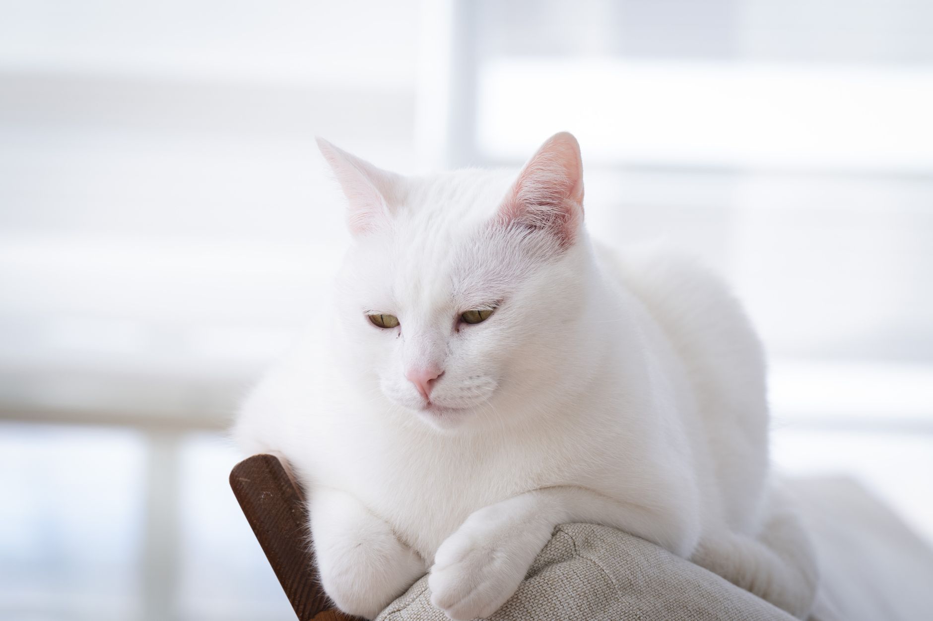 A peaceful white cat lounging on a sofa backrest in a bright room. Perfect for pet lovers.