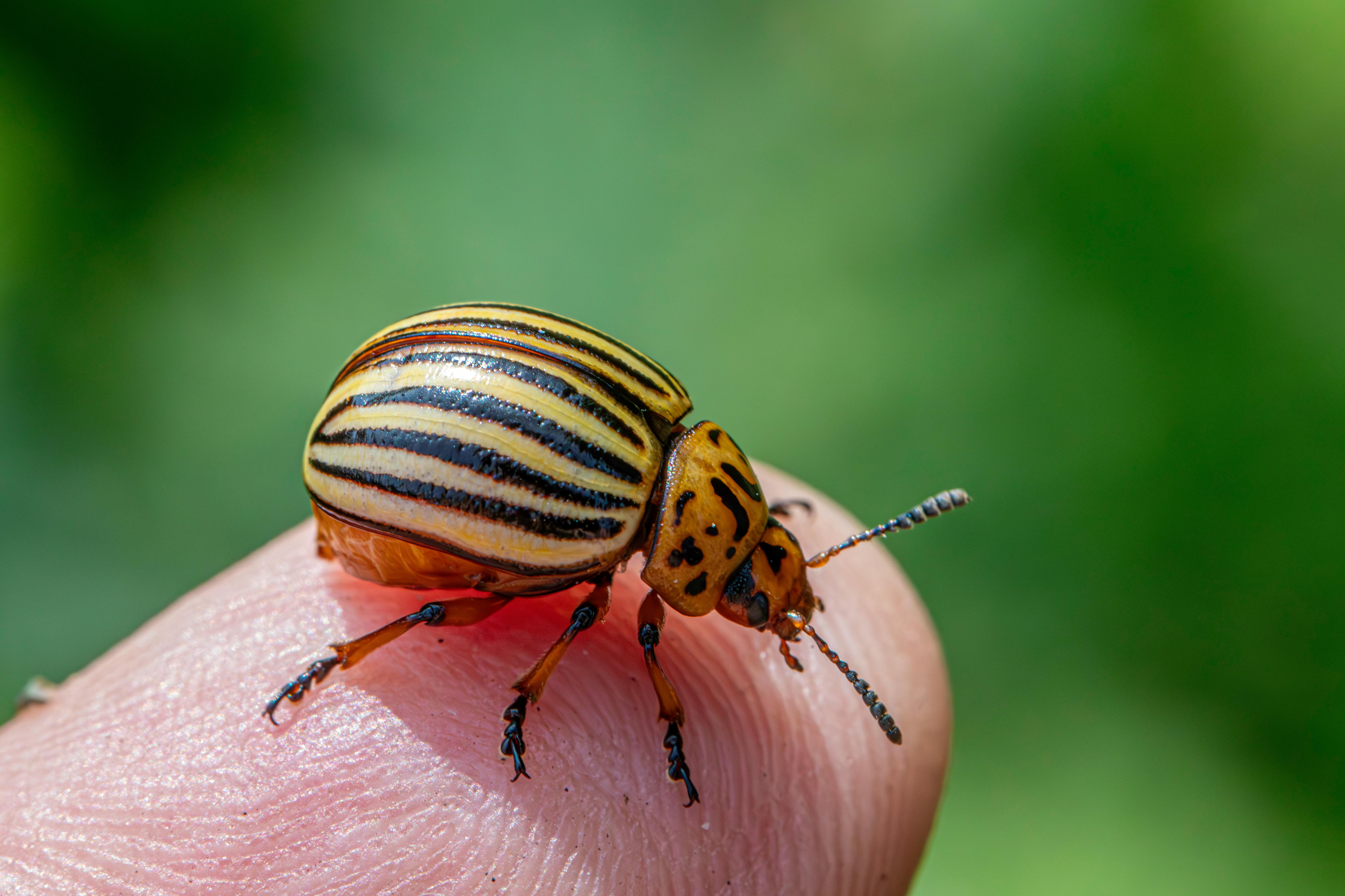 Benefits of Our Flea and Tick Treatment