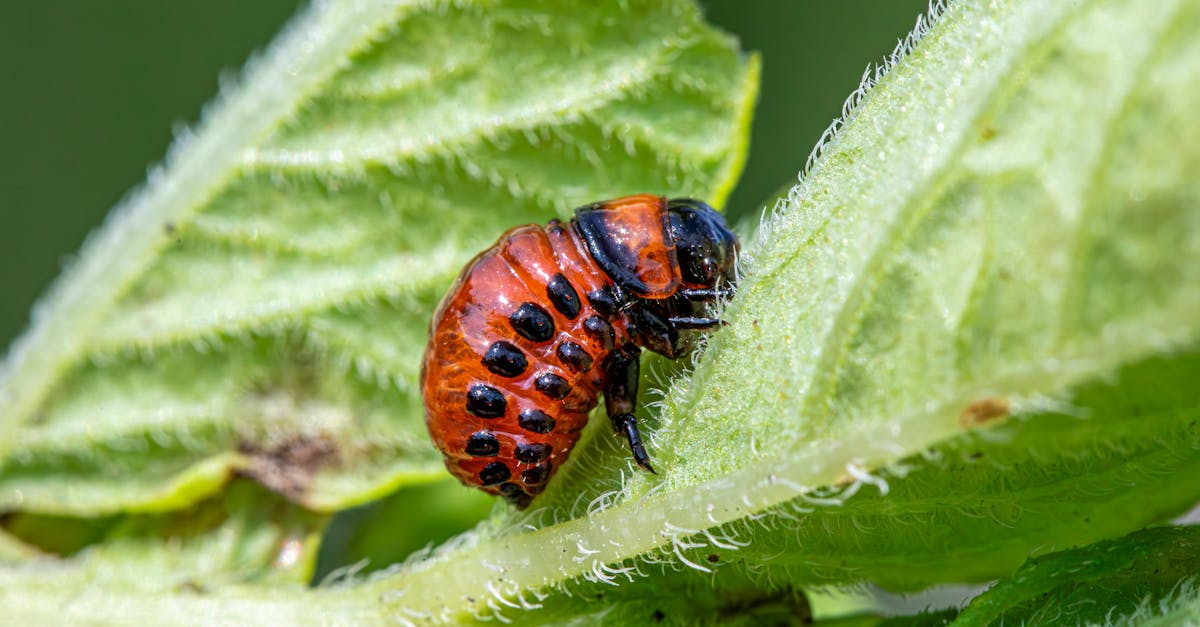 Detailed view of a Colorado potato beetle larvae feeding on a plant leaf.