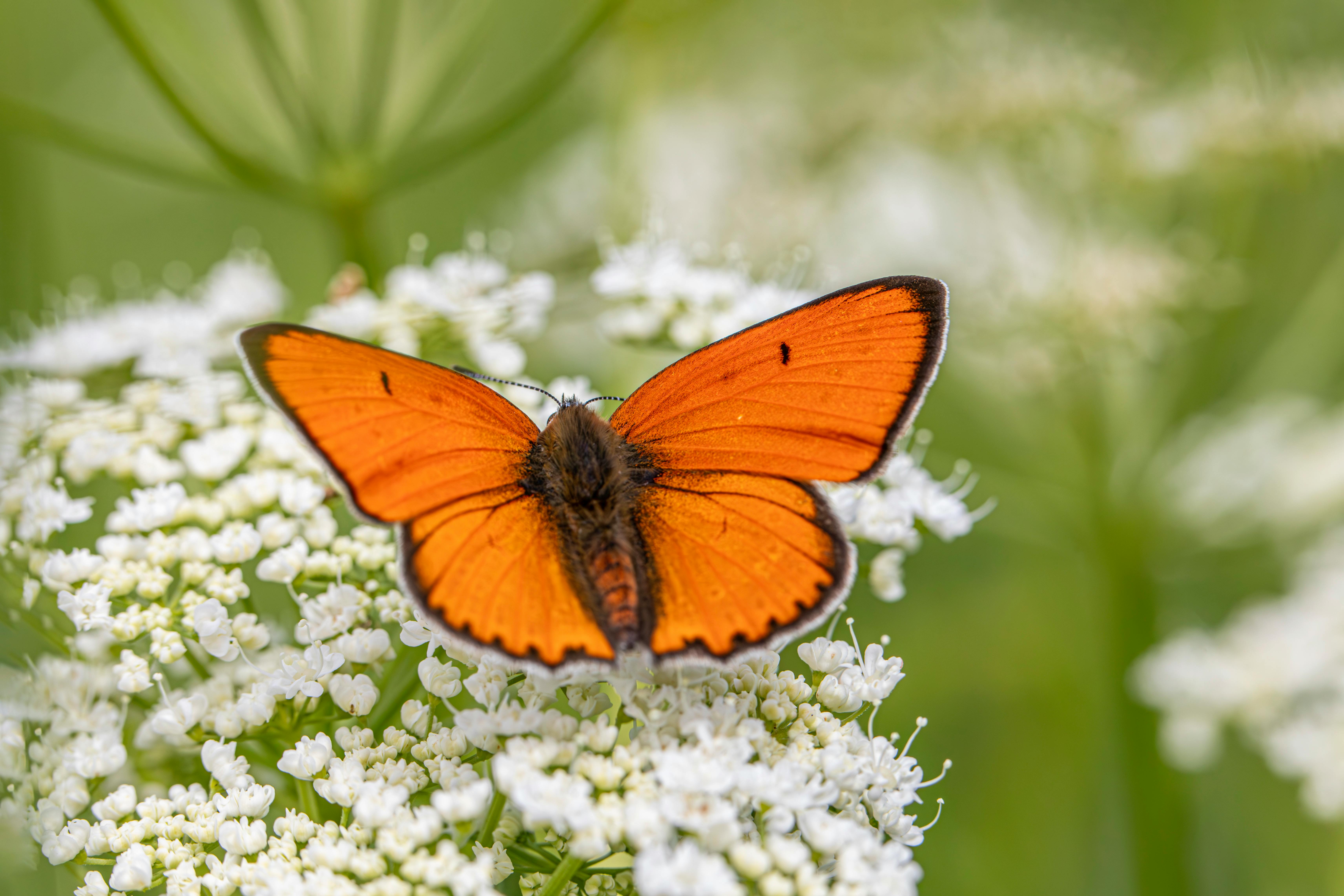 Close-up of a vibrant large copper butterfly resting on white flowers in a meadow.