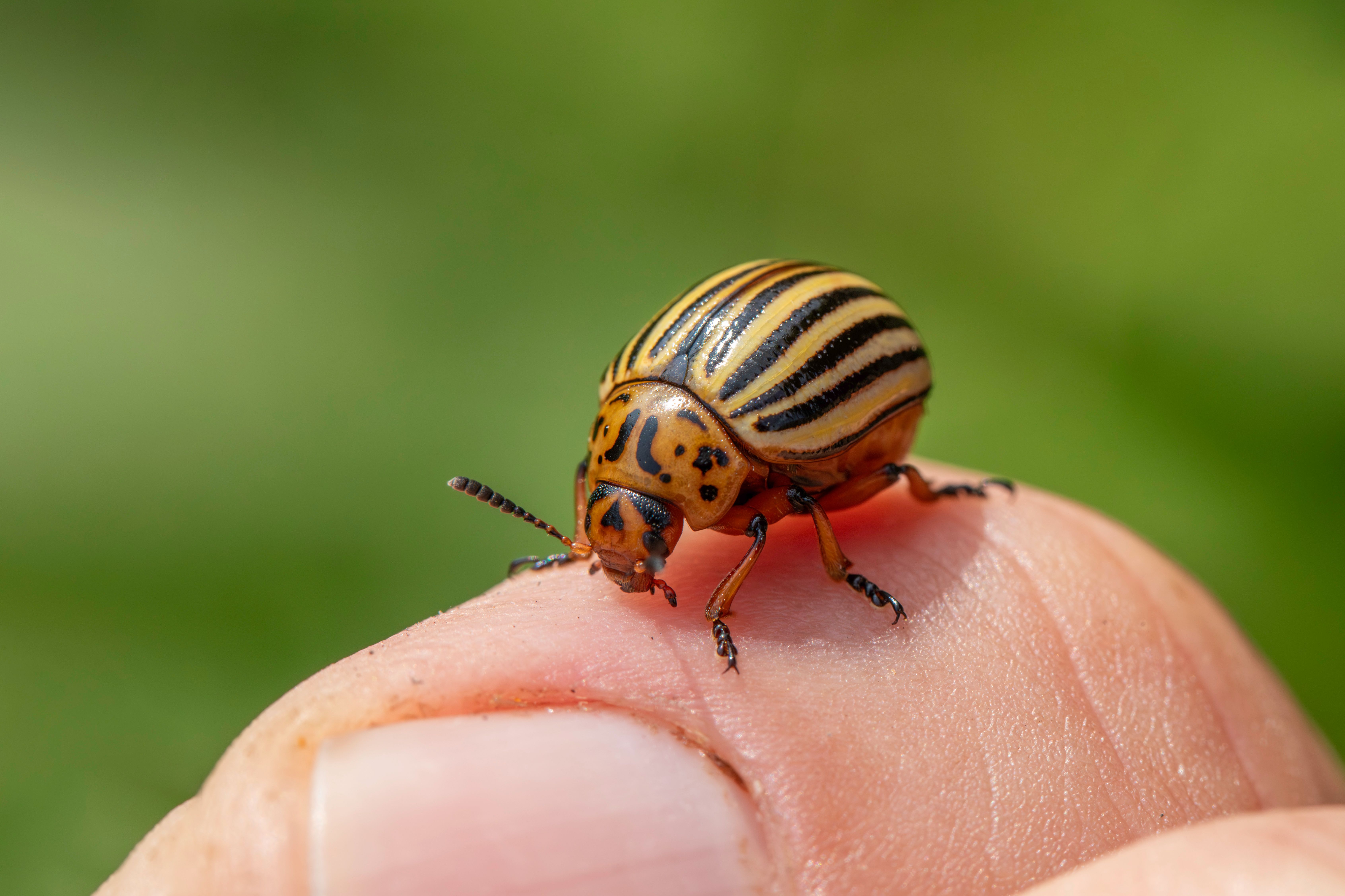 Detailed macro shot of Colorado potato beetle (Leptinotarsa decemlineata) on a human finger.