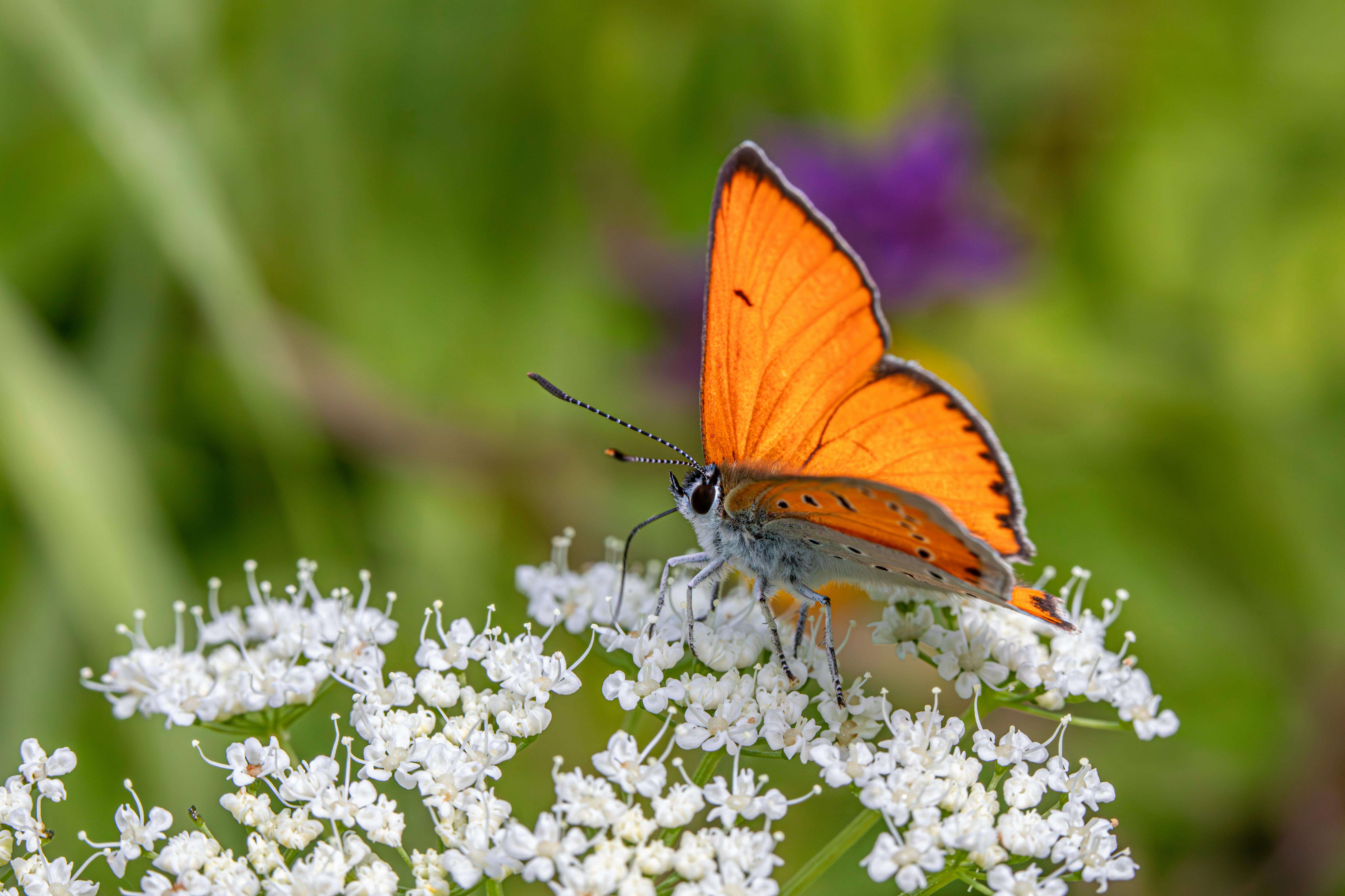 Free A small orange butterfly sitting on top of some white flowers Stock Photo