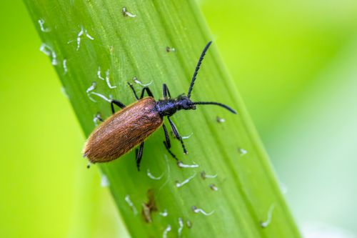Free Detailed close-up of a Lagria Hirta beetle on a green leaf, highlighting its texture. Stock Photo
