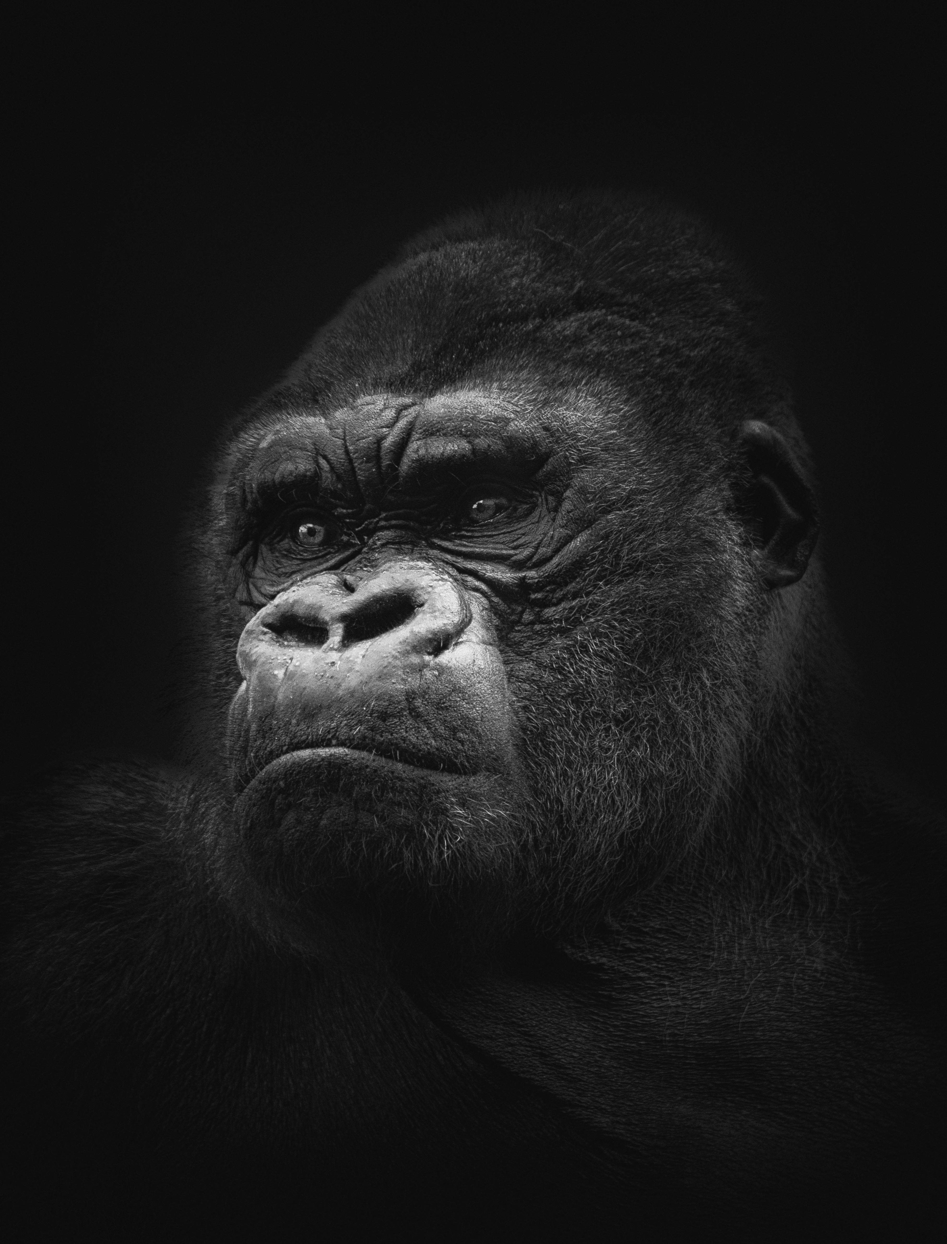 Gratuit Imagine de stoc gratuită din a închide, alb-negru, amănunțit Fotografie de stoc