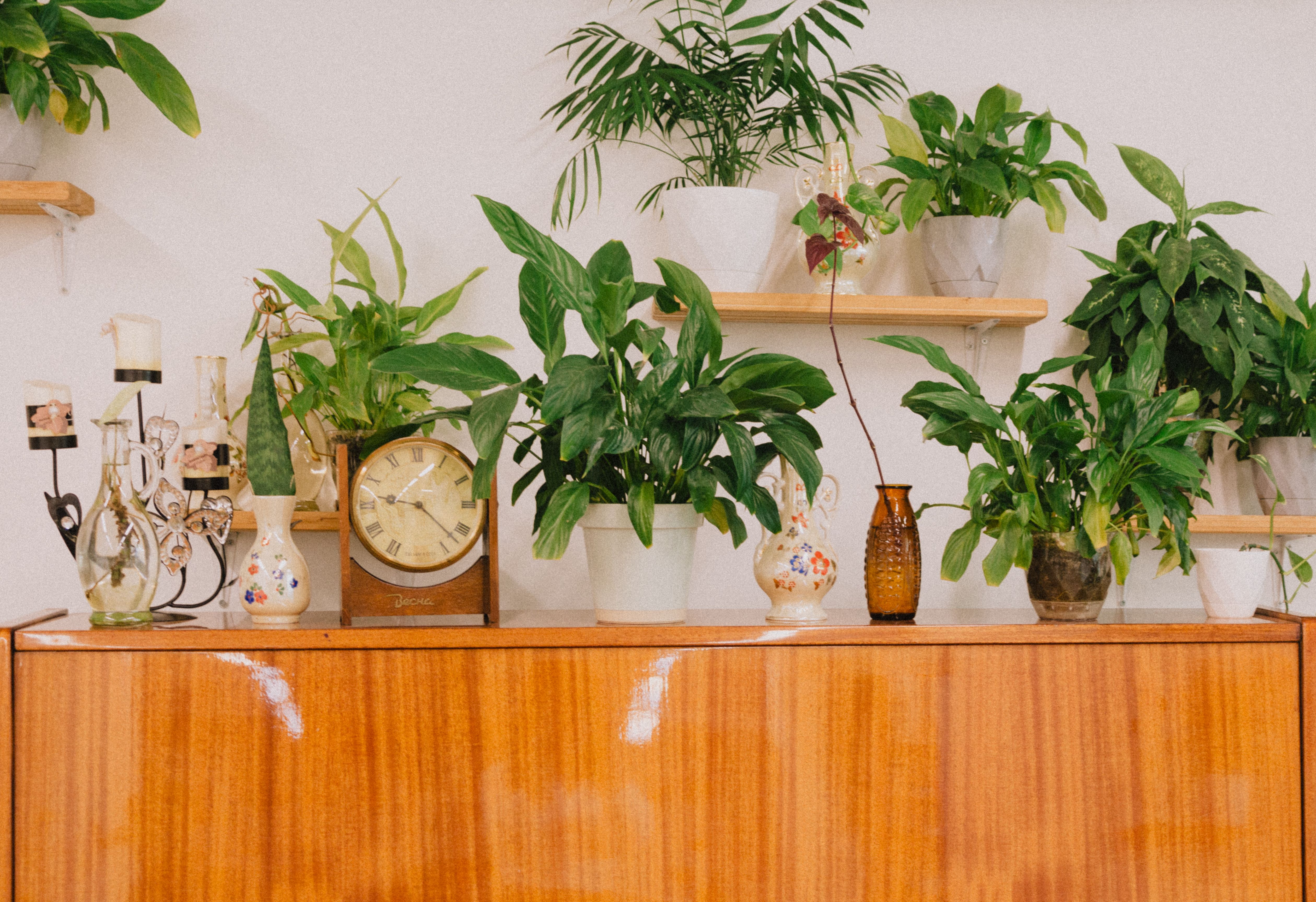 Le calendrier lunaire oublié des plantes d'intérieur