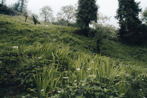 Free Scenic green landscape with trees and wildflowers in a rural setting. Stock Photo