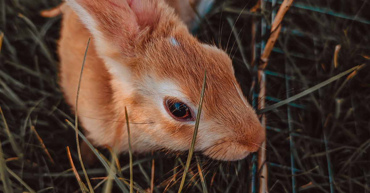 Rabbit in Grass · Free Stock Photo