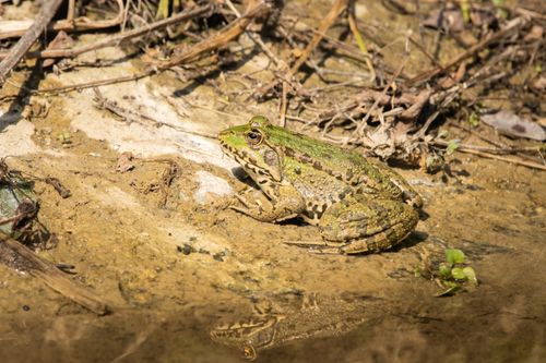 Free A green frog sits on a muddy riverbank, reflecting in the water under natural sunlight. Stock Photo