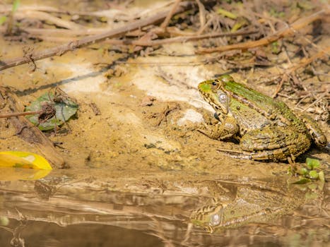 Close-up of a green frog beside a muddy water shore. Nature and wildlife photography.