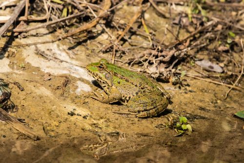 Free Green frog perched by a muddy water's edge in natural sunlight. Wildlife photography. Stock Photo