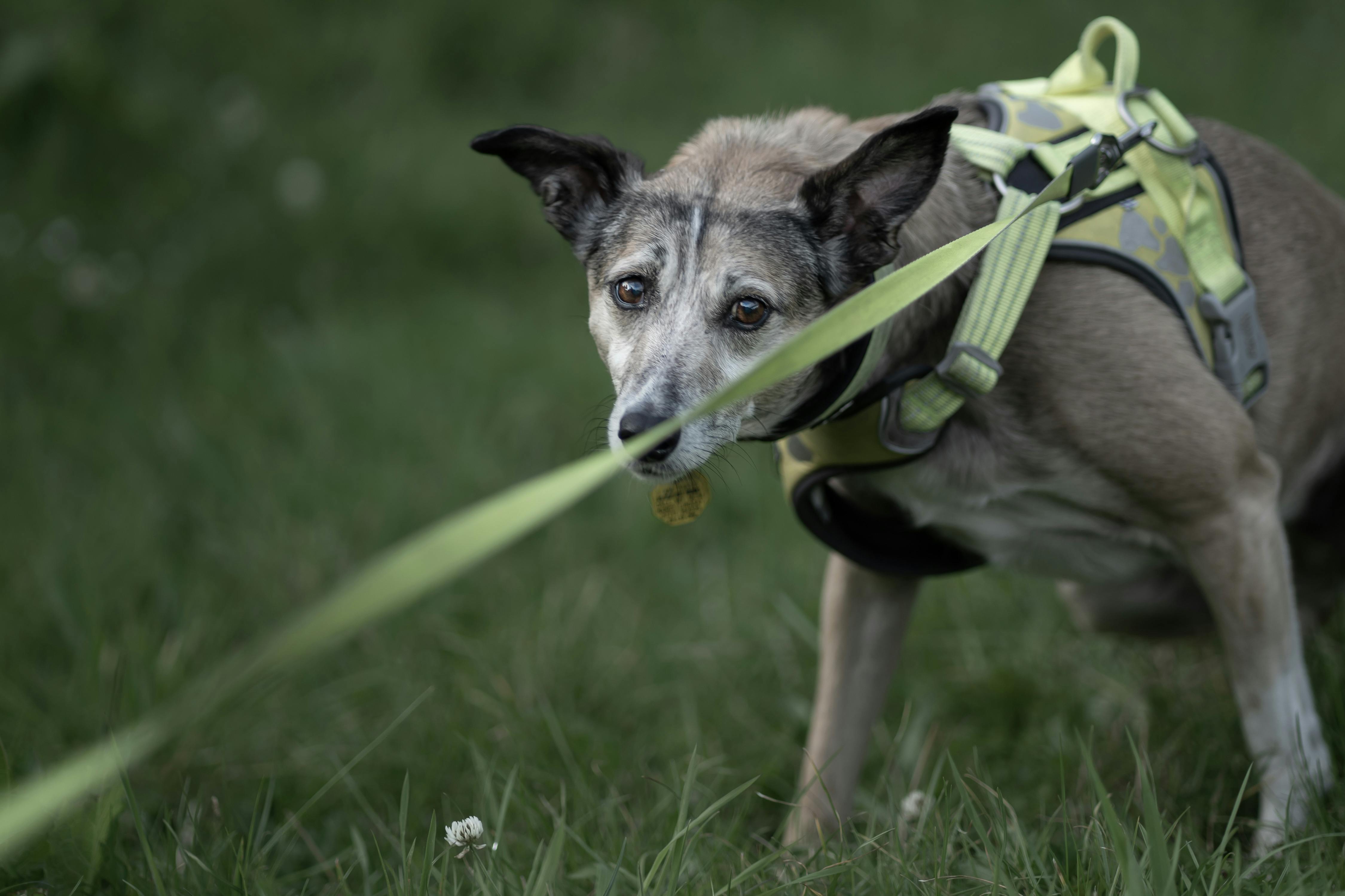 Millions of 'pandemic pets' are reaching midlife, but owners could miss a crucial opportunity to improve their pet's healthsp
