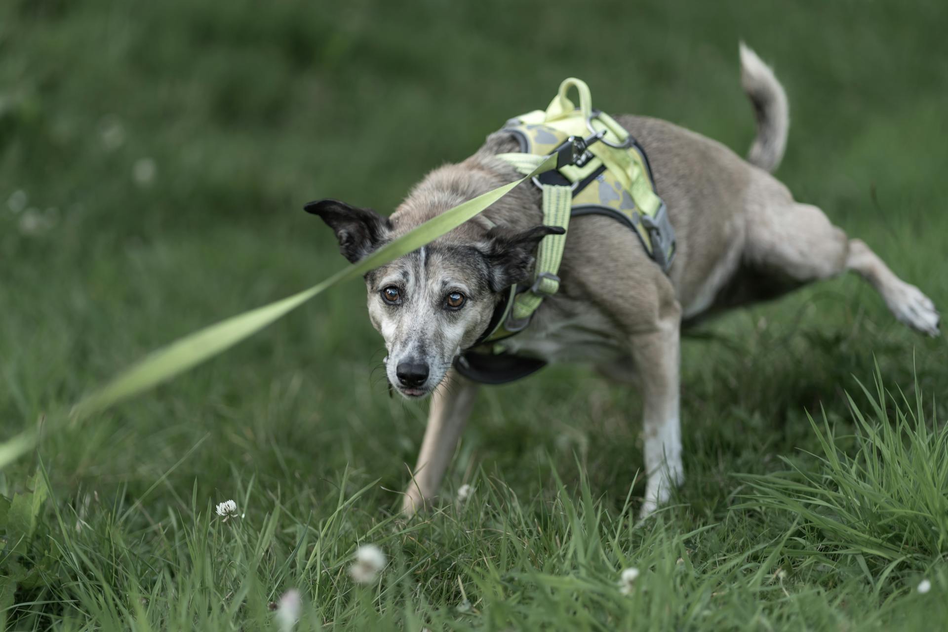 A dog running in the grass with a leash