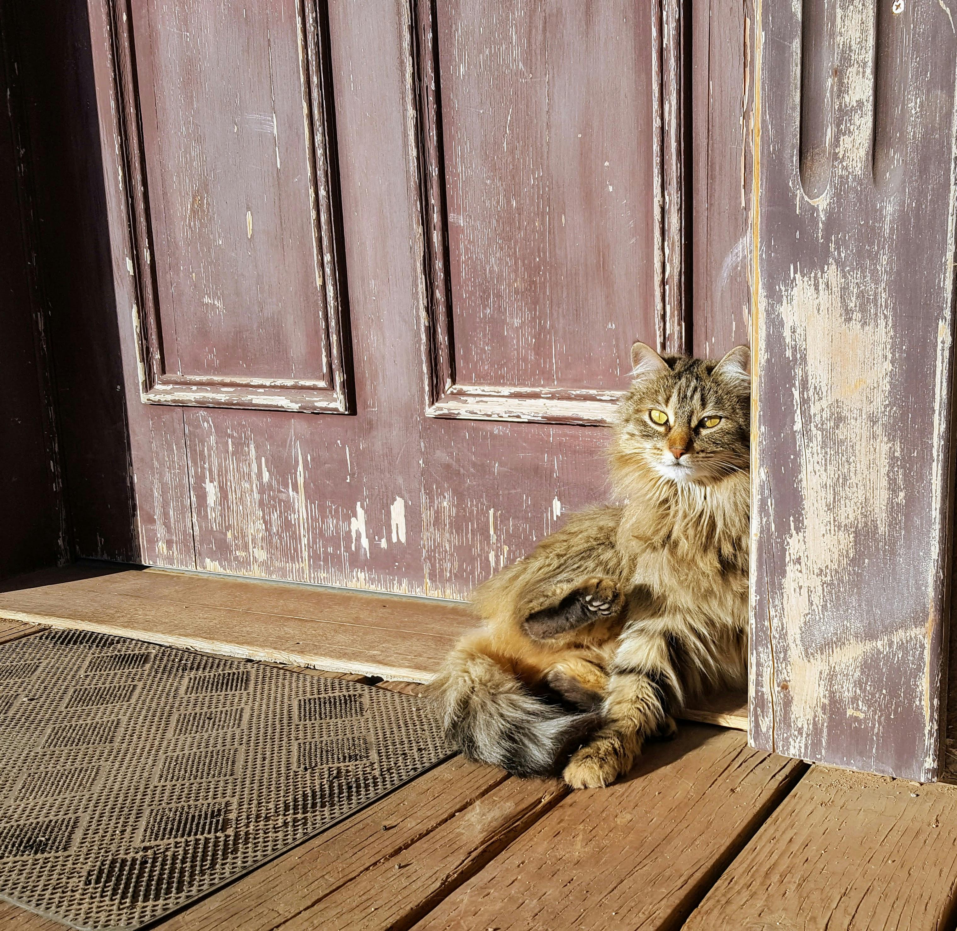 Photo of Tabby Cat Leaning Beside Door · Free Stock Photo